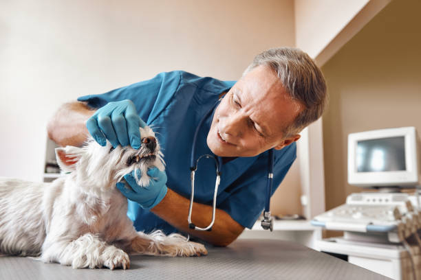 Best 24-Hour Emergency Dental Care in San Antonio, FL